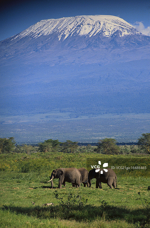 非洲象在稀树草原中行走图片素材