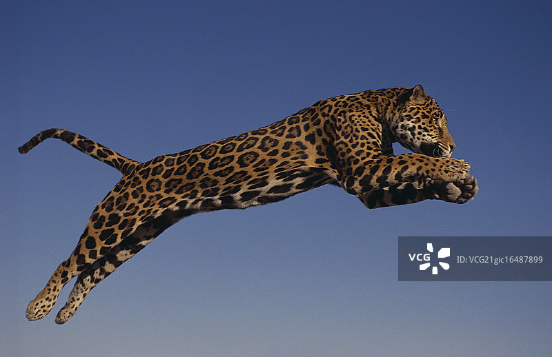 飞跃天空的捷豹图片素材