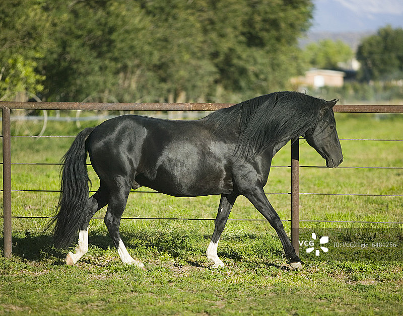 秘鲁走马在围栏边行走图片素材