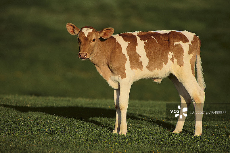 荷斯坦-泽西混血小牛图片素材