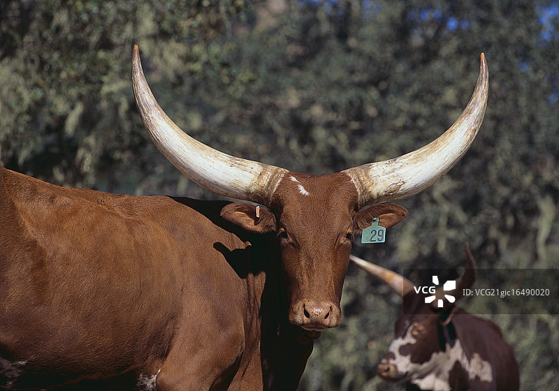 安科莱-瓦图西母牛图片素材