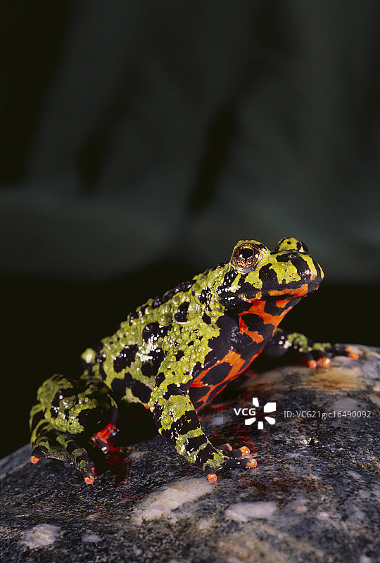 红腹铃蟾图片素材