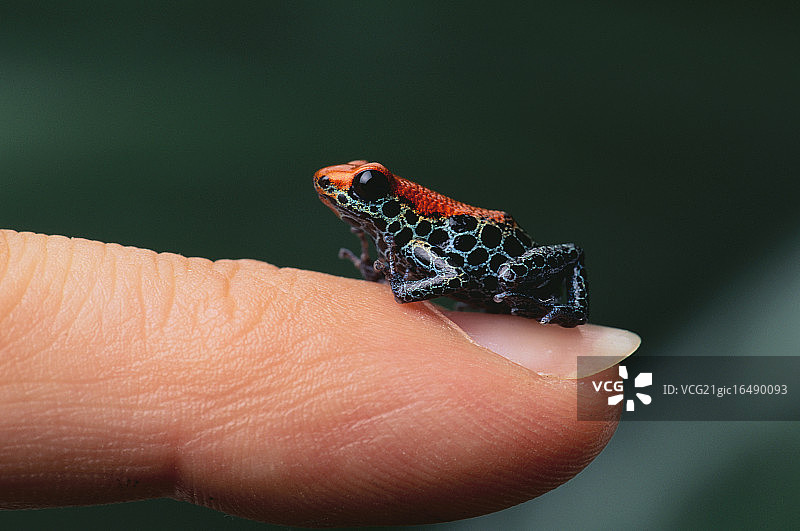 网纹箭毒蛙图片素材