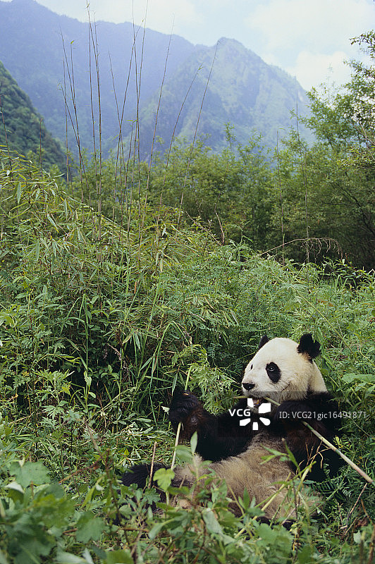 森林里的大熊猫图片素材