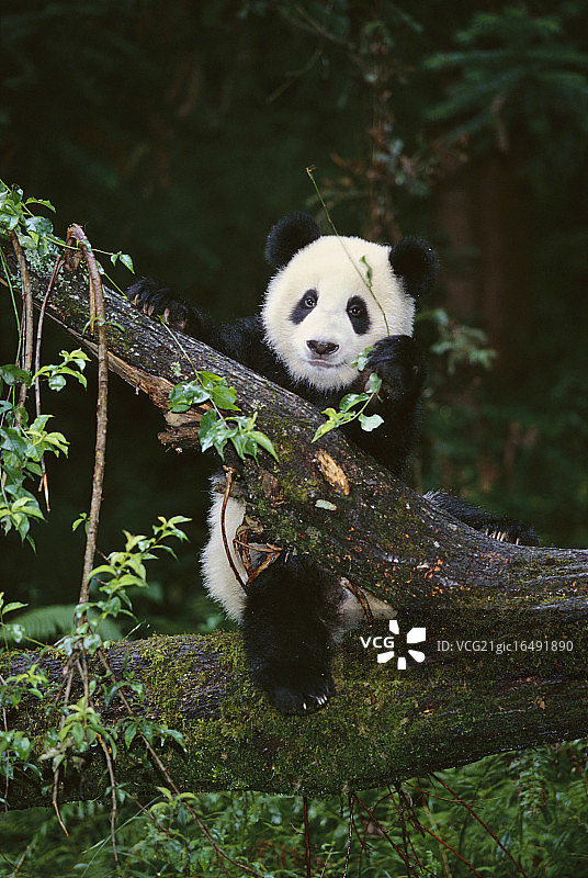 树上的熊猫图片素材