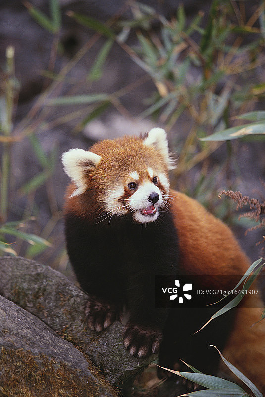 红熊猫图片素材