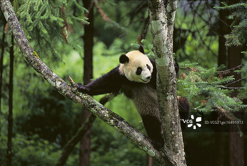 森林里的大熊猫图片素材