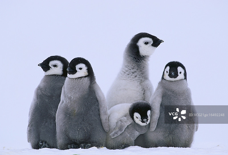 小帝企鹅图片素材