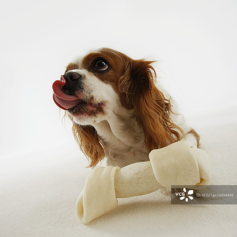 查理士王小猎犬与狗骨头图片素材