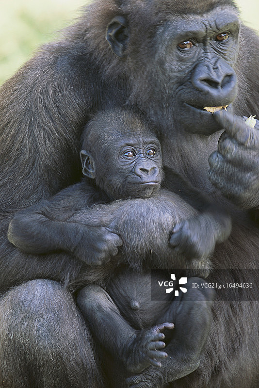 大猩猩图片素材