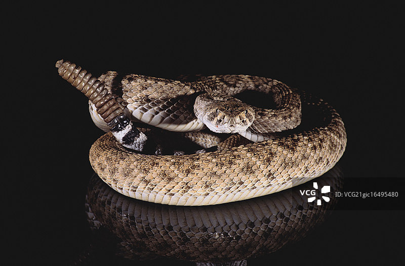 西部菱斑响尾蛇图片素材