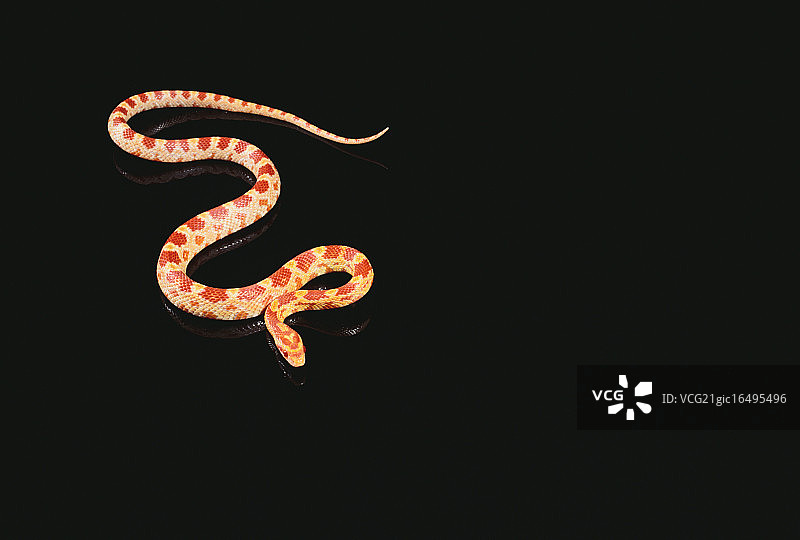 玉米蛇图片素材