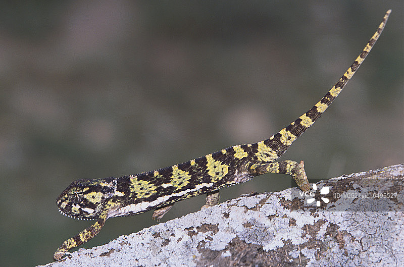 瓣颈变色龙图片素材