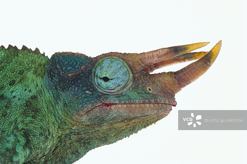 杰克逊变色龙图片素材