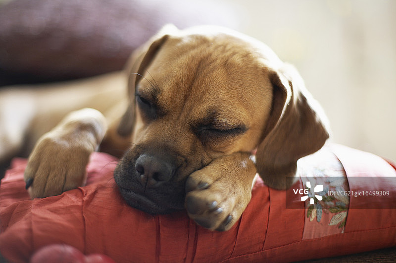 垫子上睡觉的拳击手犬图片素材