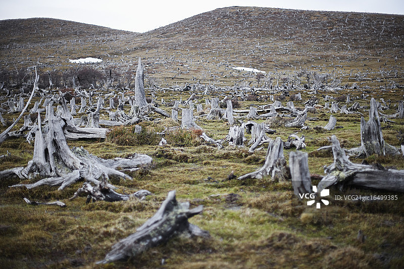 采伐后的山坡图片素材