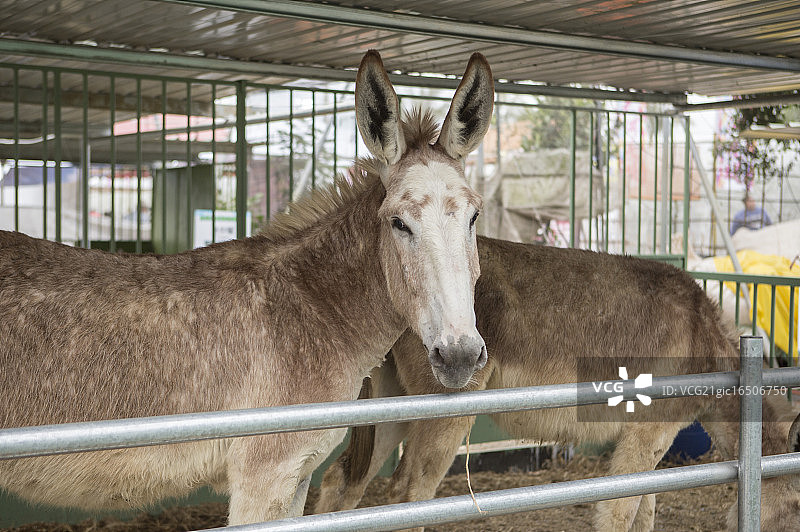 亚洲,台湾,屏东,驴子,动物,图片素材