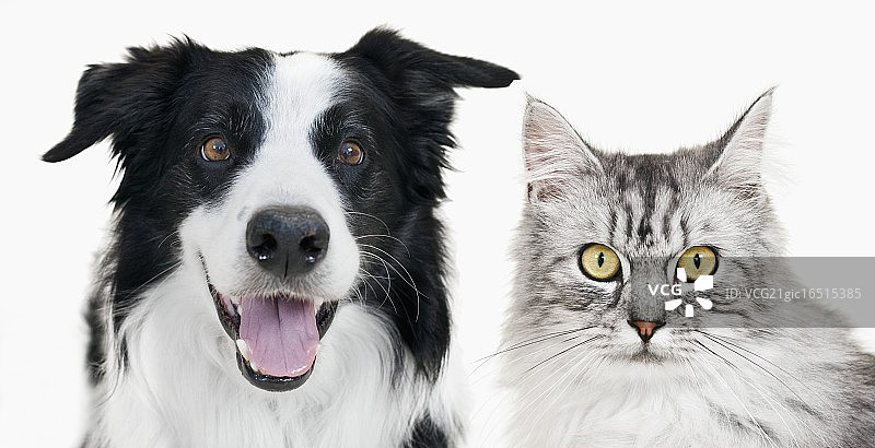 边境牧羊犬和虎斑猫图片素材