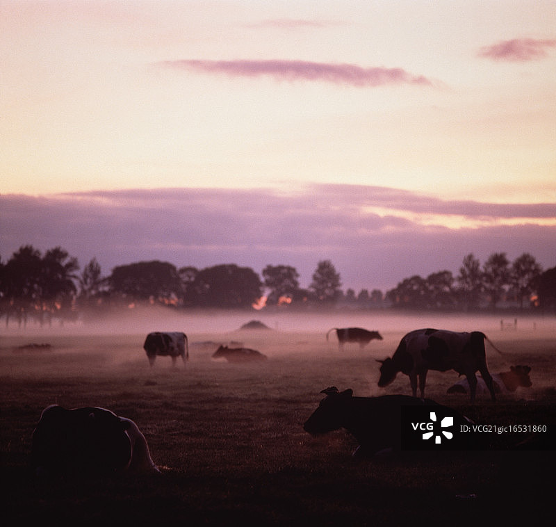 荷兰北荷兰省的牛群图片素材