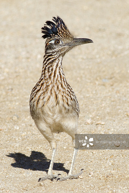 大走鹃图片素材