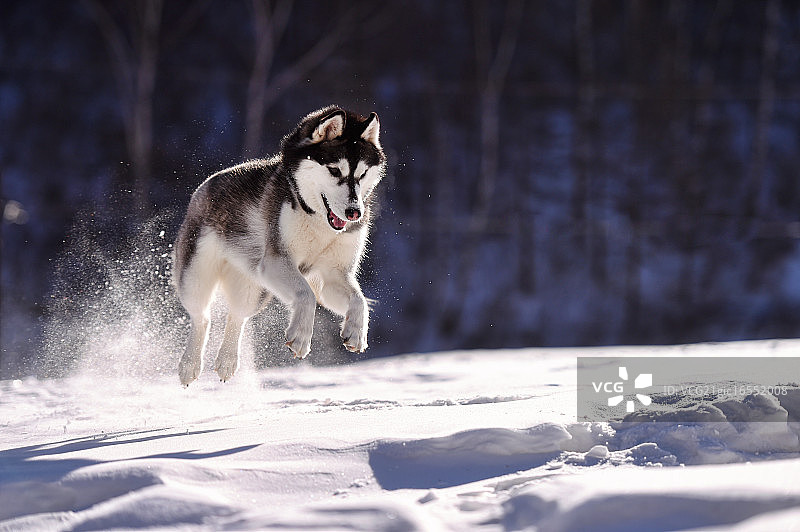 雪山中的哈士奇图片素材