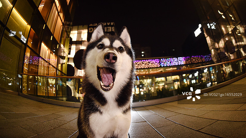 夜景中的哈士奇图片素材