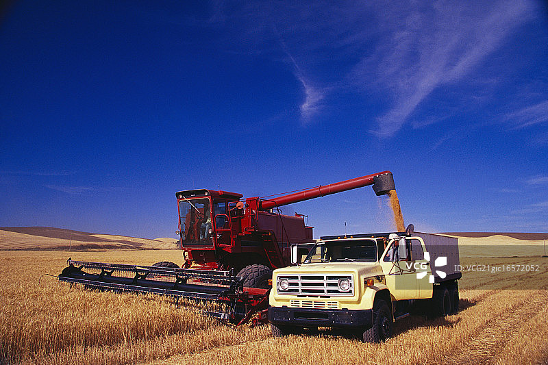 农民用谷物装满卡车图片素材