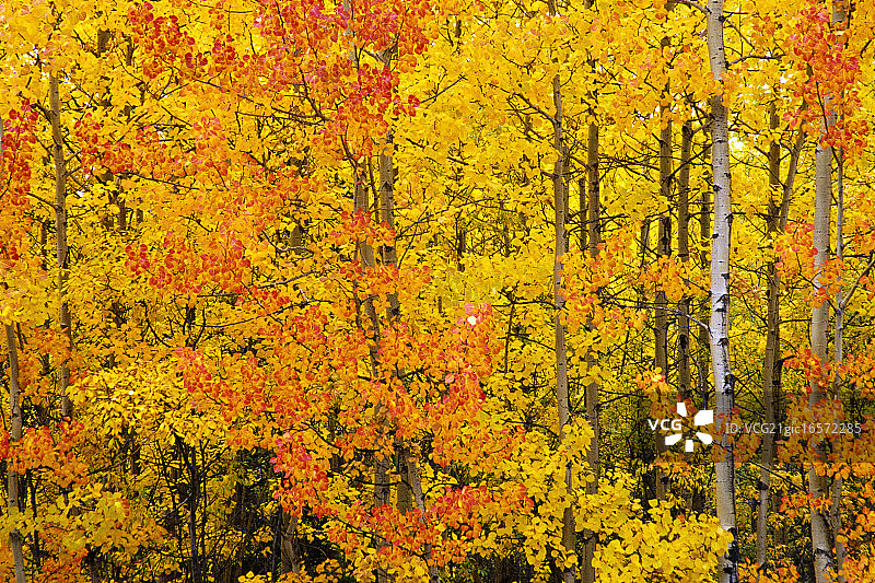 秋天的白杨树图片素材