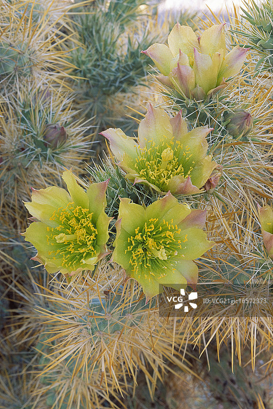 泰迪熊仙人掌图片素材