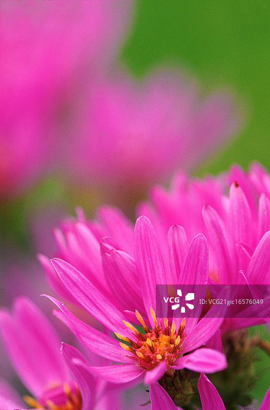 高山紫菀图片素材