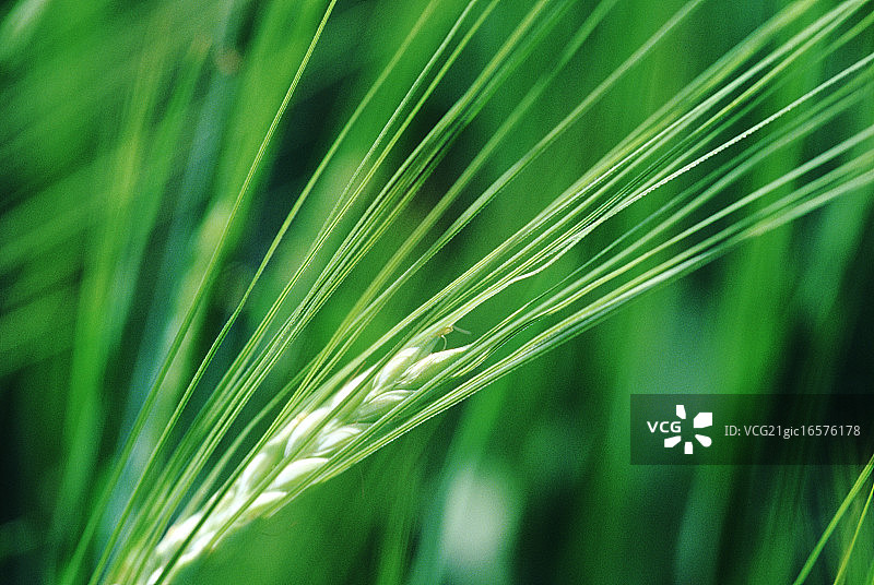 大麦特写图片素材