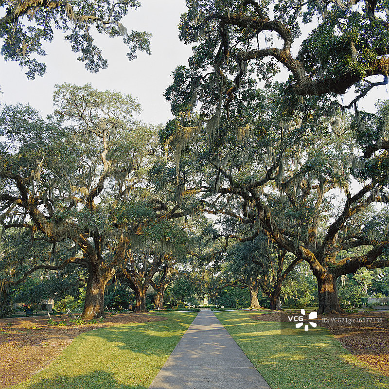 橡树遮蔽下的花园人行道图片素材