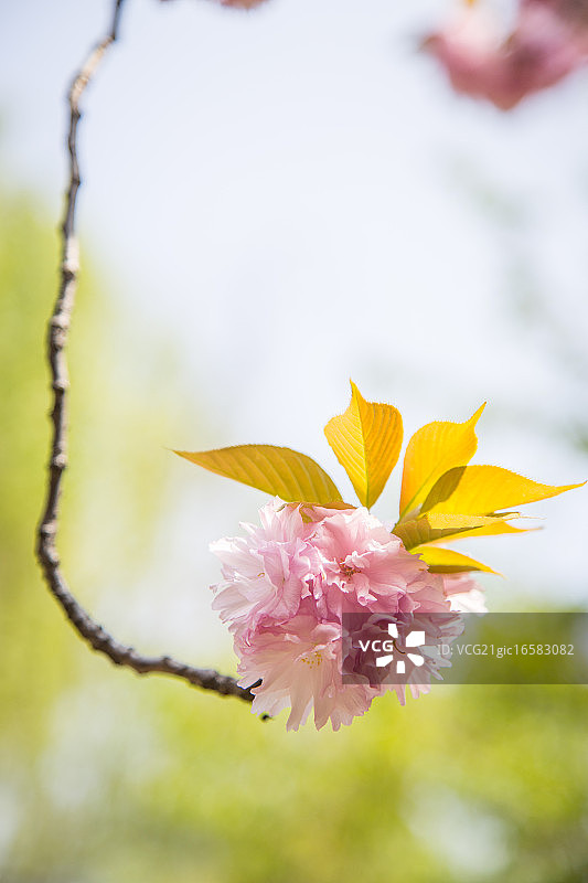 关山樱图片素材