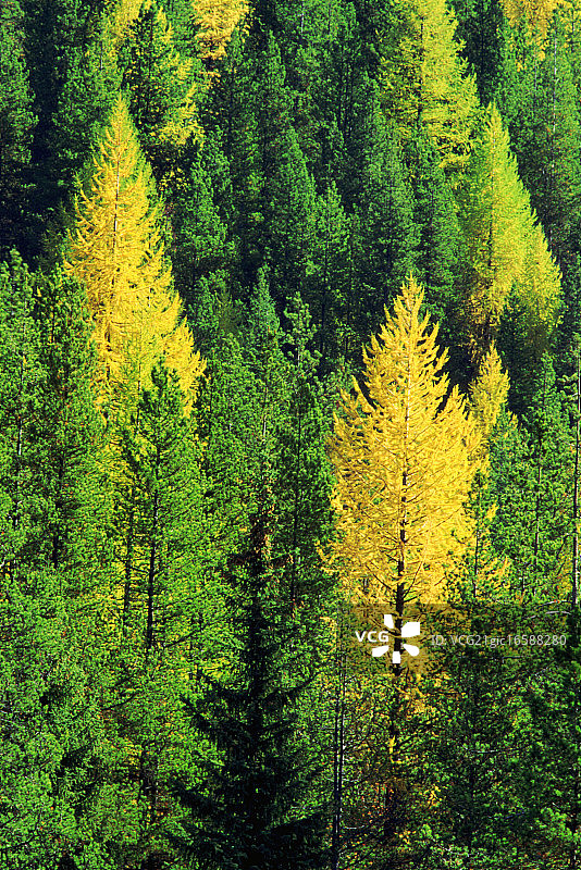 西部落叶松图片素材