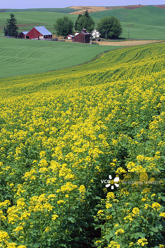通往农舍的芥菜田图片素材
