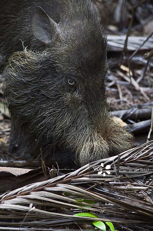 一只婆罗洲须猪（Sus barbatus）图片素材