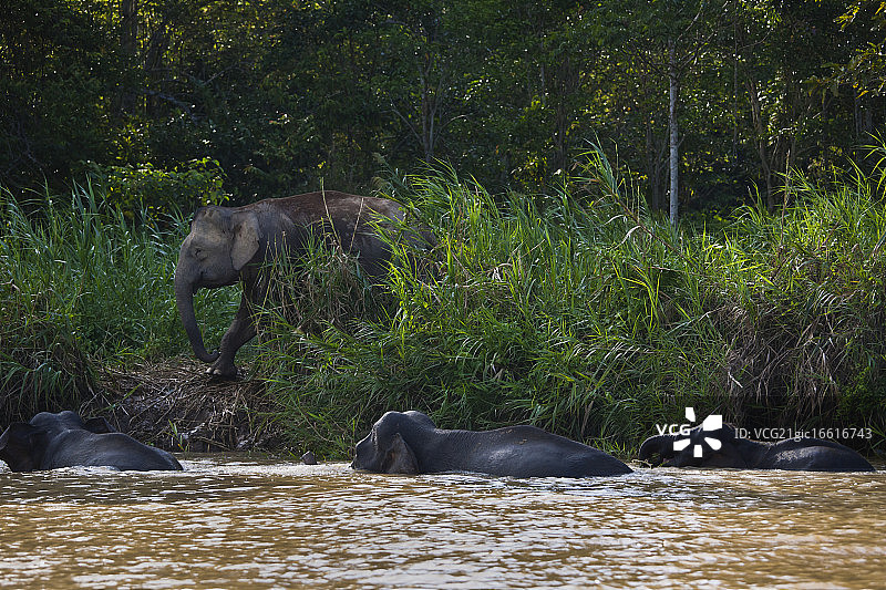 婆罗洲矮象图片素材