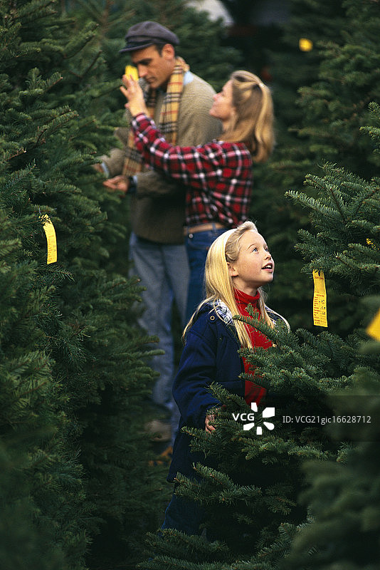 家庭在圣诞树农场寻找圣诞树图片素材