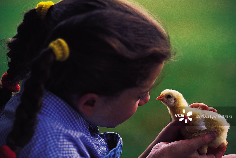 女孩和小鸡玩耍图片素材