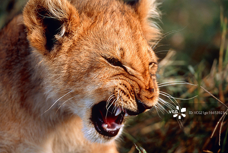 马赛马拉的幼狮图片素材