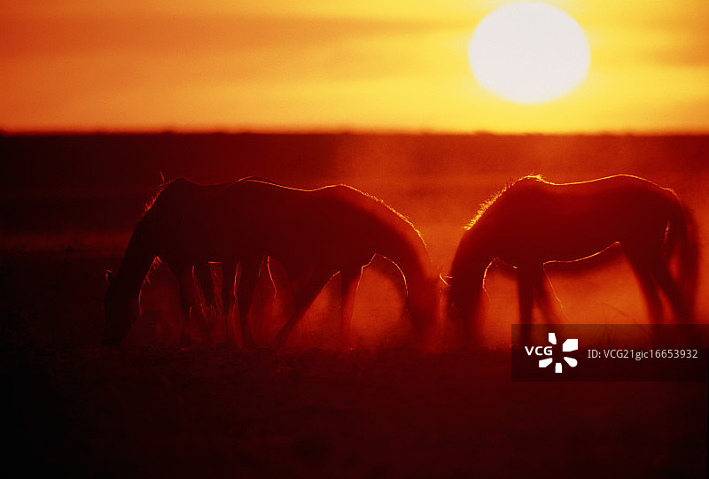 日落时分的野马图片素材