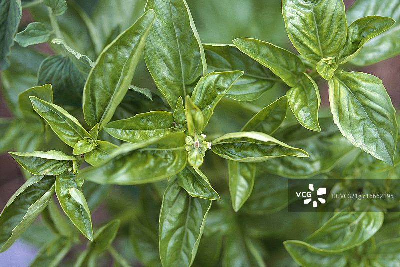 有机种植的罗勒图片素材