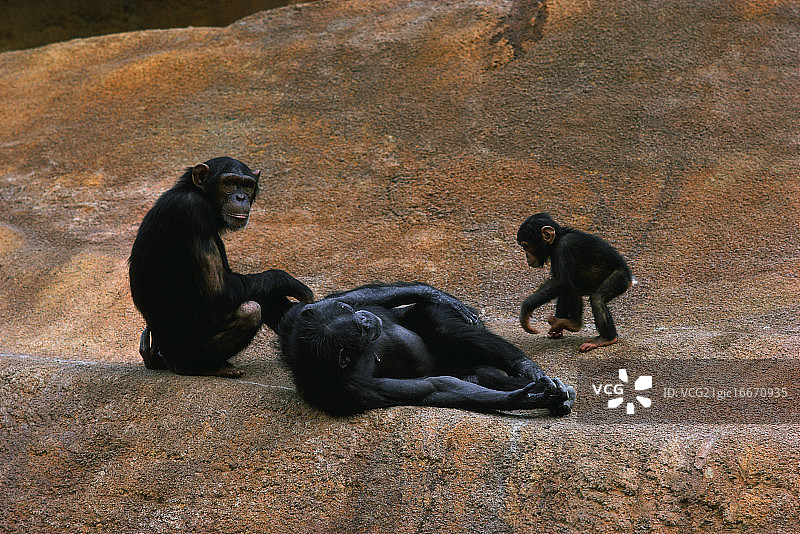 黑猩猩在岩石上休息图片素材