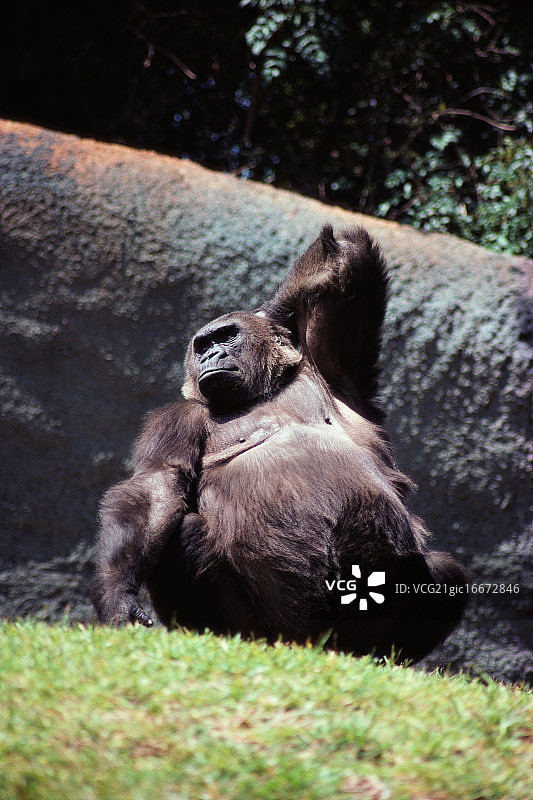 怀孕的猩猩图片素材