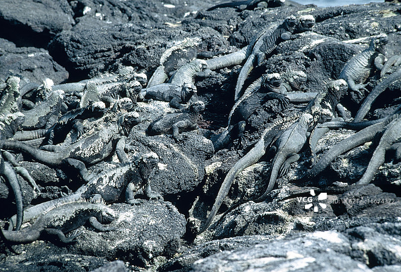 加拉帕戈斯群岛岩石上的海鬣蜥图片素材