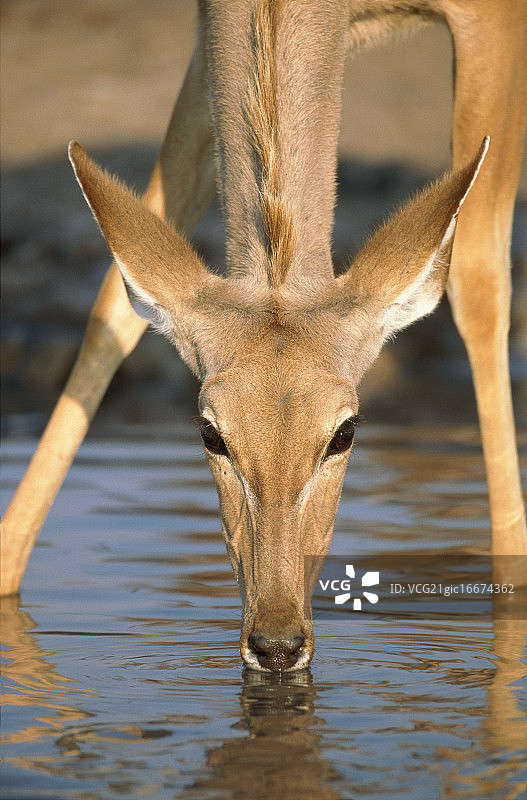 在水坑饮水的非洲大羚羊图片素材