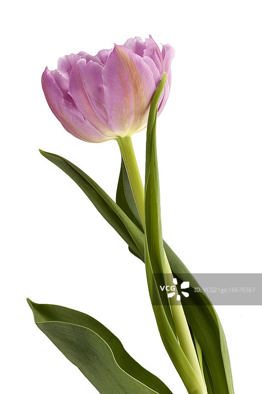 郁金香图片素材