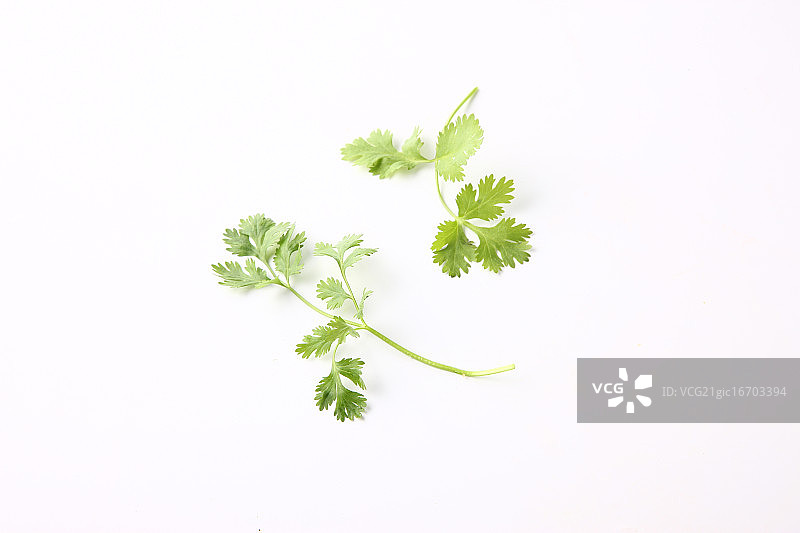 薄荷叶图片素材