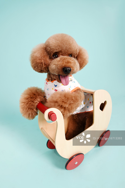坐在小木车里的泰迪犬图片素材
