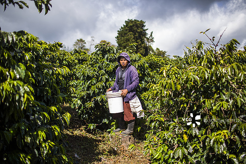 巴拿马咖啡采摘图片素材
